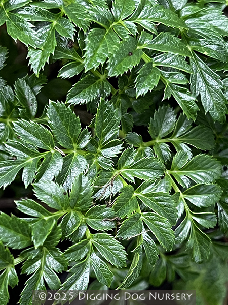 Angelica pachycarpa