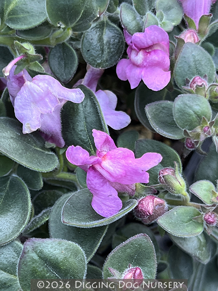 Antirrhinum hispanicum Roseum