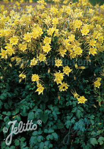 Aquilegia chrysantha &lsquo;Yellow Queen&rsquo;