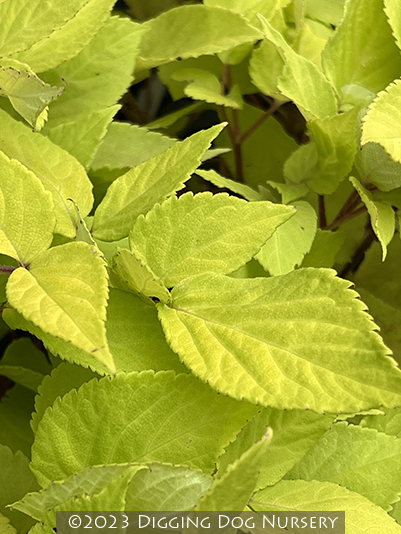 Aralia cordata Sun King