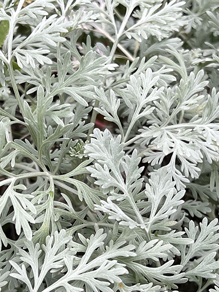 Artemisia absinthium ‘Huntington Gardens’