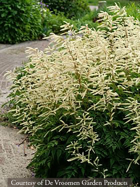 Aruncus Horatio