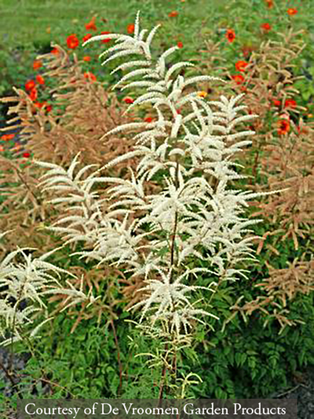 Aruncus dioicus ‘Kneiffii’