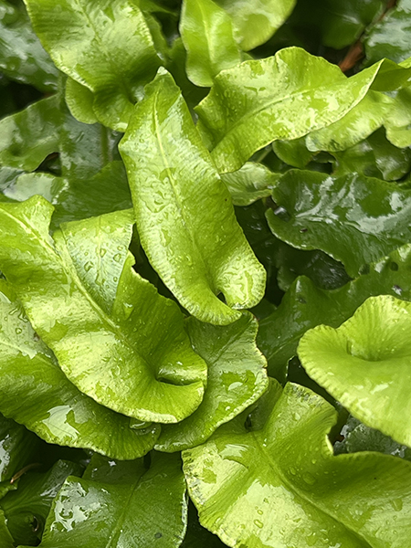 Asplenium scolopendrium