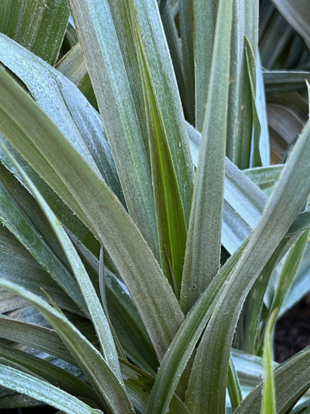 Astelia chathamica Silver Spear
