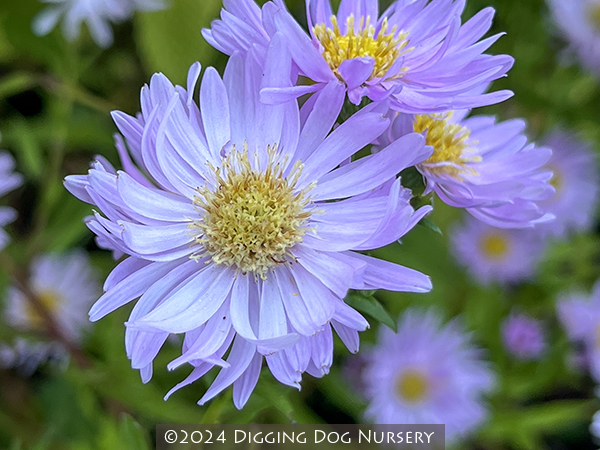 Aster novi-belgii ‘Fellowship’