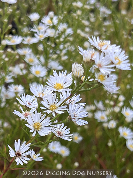 Aster ericoides ‘Monte Cassino’
