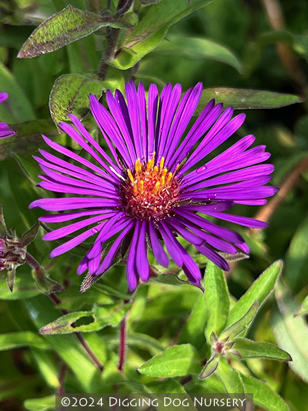 Aster novae-angliae ‘Nachtauge’