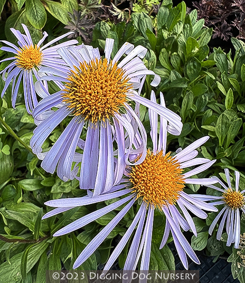 Aster tongolensis Napsbury
