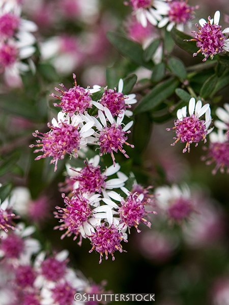 Aster lateriflorus Prince