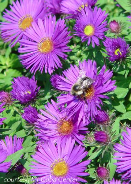 Aster novae-angliae Purple Dome