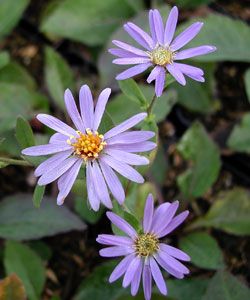 Aster macrophyllus Twilight