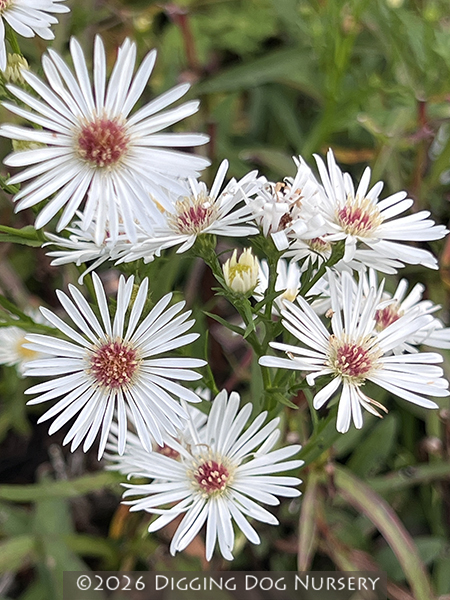 Aster novi-belgii ‘White Swan’