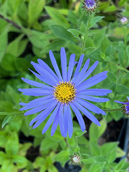 Aster frikartii ‘Wunder von St�fa’