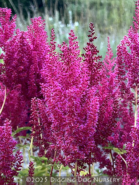 Astilbe arendsii Augustleuchten