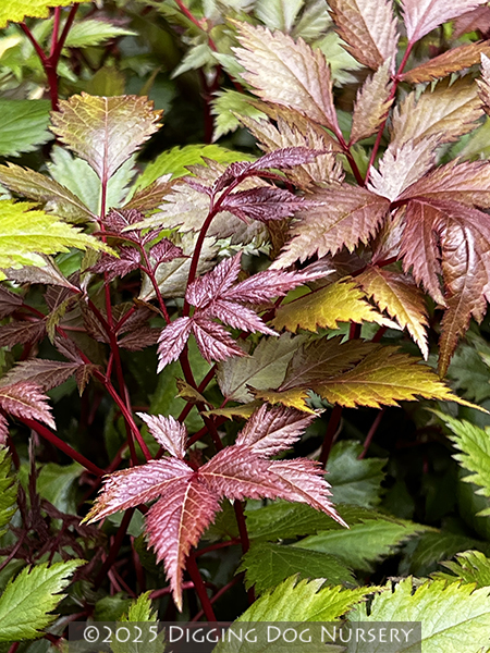 Astilbe chinensis ‘Finale’