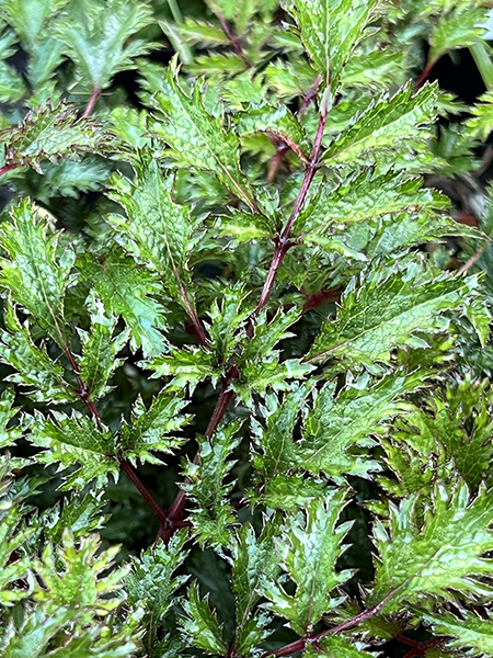 Astilbe crispa ‘Perkeo’