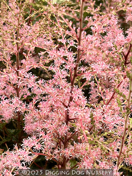 Astilbe ‘Sprite’