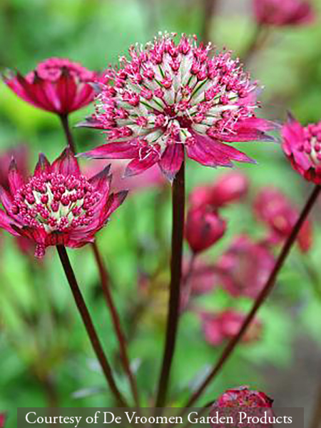 Astrantia ‘Burgundy Manor’