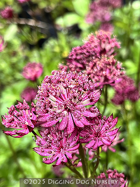 Astrantia major Claret