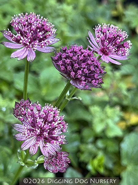 Astrantia major ‘Roma’