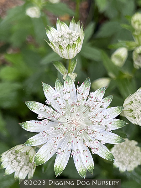 Astrantia major ‘Shaggy’