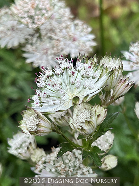 Astrantia major Snow Star
