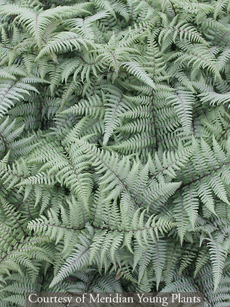 Athyrium ‘Ghost’