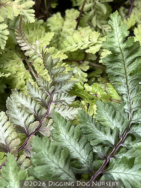 Athyrium niponicum ‘Red Beauty’