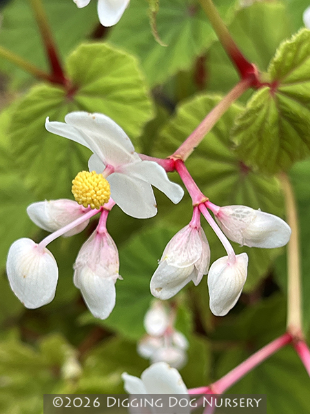 Begonia grandis ‘Alba’