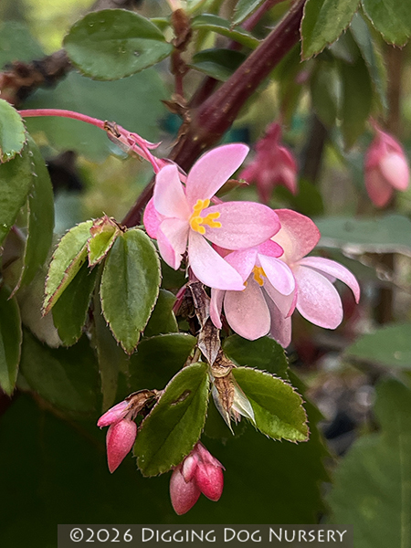 Begonia foliosa (Pink Form)