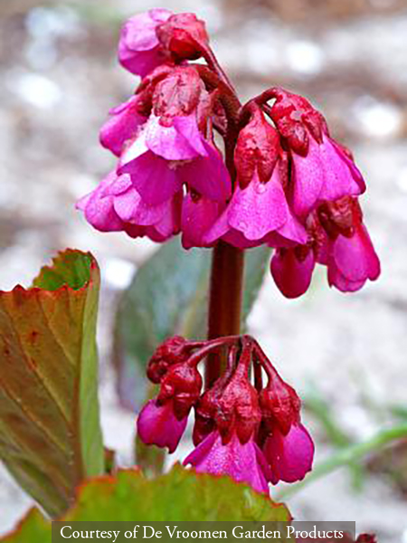 Bergenia ‘Bressingham Ruby’