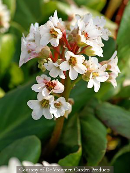 Bergenia Bressingham White