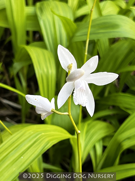 Bletilla striata ‘Alba’