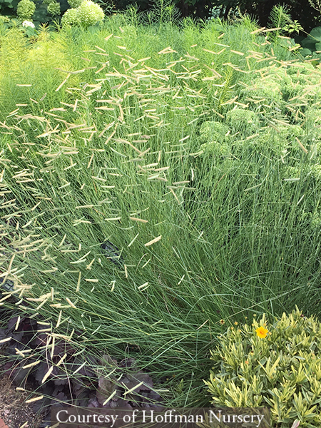 Bouteloua gracilis Blonde Ambition
