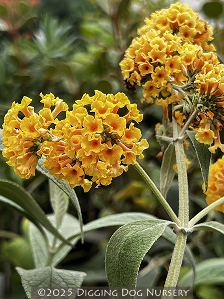 Buddleja weyeriana ‘Honeycomb’