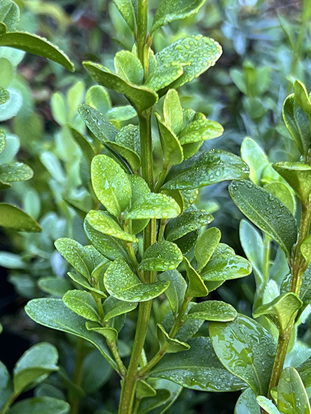 Buxus sempervirens Graham Blandy
