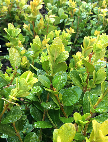 Buxus sinica &lsquo;Wintergreen&rsquo;