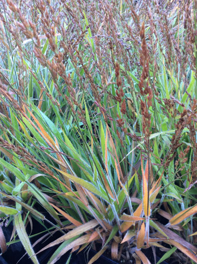 Calamagrostis &lsquo;Cheju-do&rsquo;
