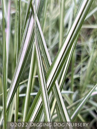 Calamagrostis acutiflora &lsquo;Eldorado&rsquo;