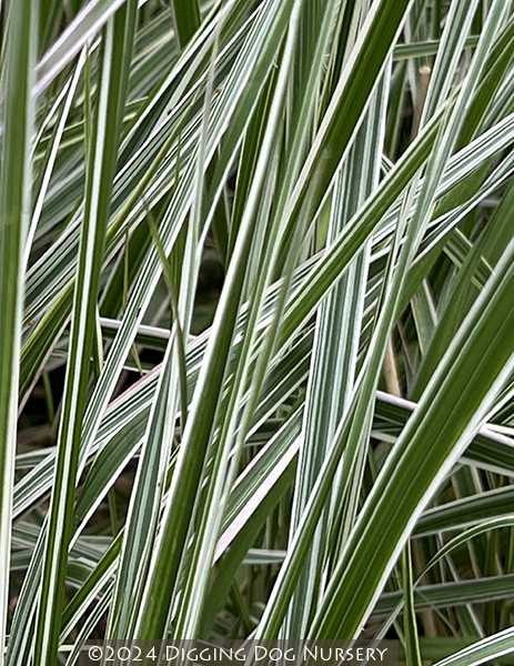 Calamagrostis arundinacea Overdam