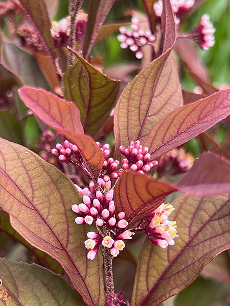 Callicarpa ‘Pearl Glam�’