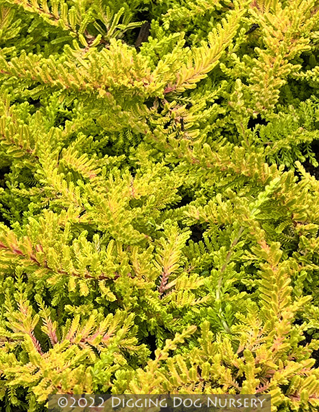 Calluna vulgaris &lsquo;Blazeaway&rsquo;