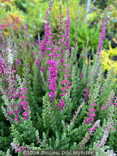 Calluna vulgaris Dark Beauty