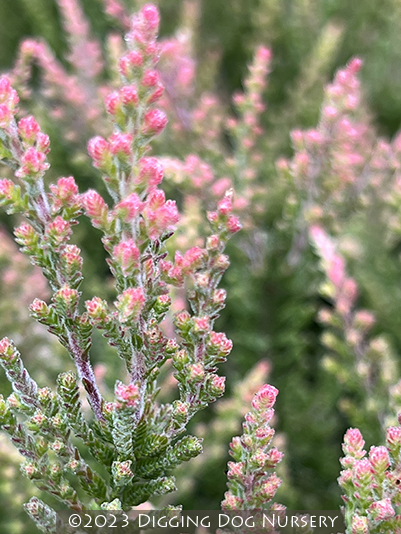 Calluna vulgaris &lsquo;Spring Torch&rsquo;