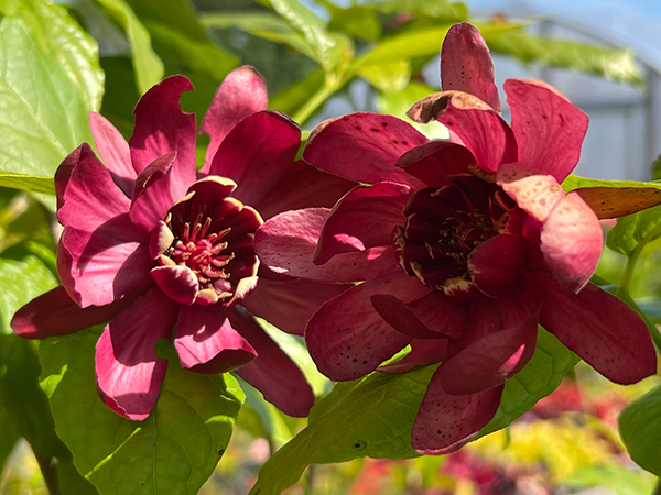 Calycanthus Aphrodite