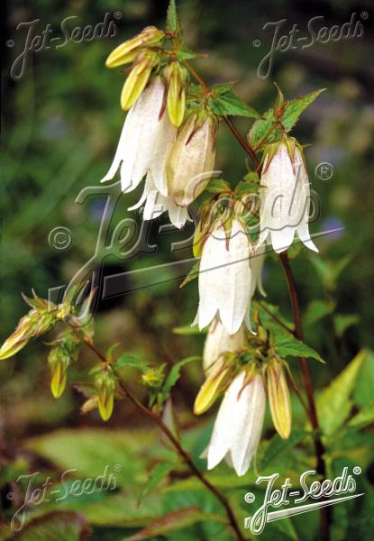 Campanula takesimana ‘Alba’