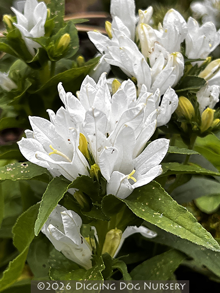 Campanula glomerata ‘Bellefleur White’