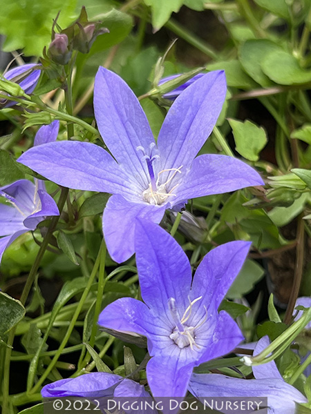 Campanula poscharskyana ‘Blue Waterfall’