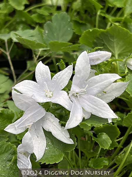 Campanula poscharskyana ‘E. H. Frost’